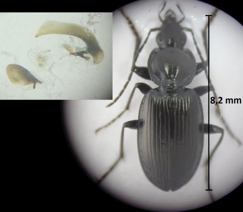Réf. 194 680 : Agonum afrum